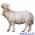 Pecora che guarda avanti con campanella Ulrich serie 10 cm